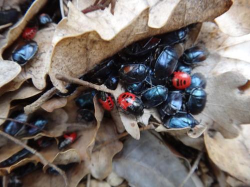 Canthophorus melanopterus