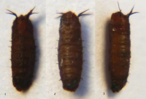 Coboldia fuscipes