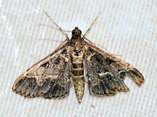 Réf. 78 258 : Duponchelia fovealis