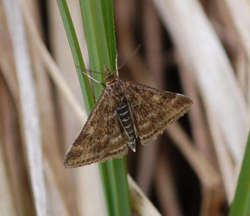 Pyrausta despicata