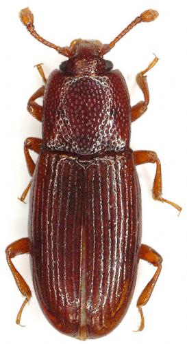 Cerylon deplanatum