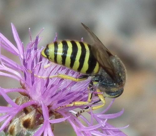 Réf. 78 117 : Bembix tarsata