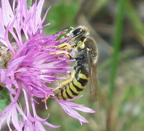 Réf. 78 045 : Bembix tarsata