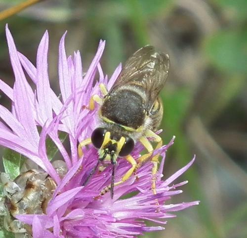 Réf. 78 046 : Bembix tarsata