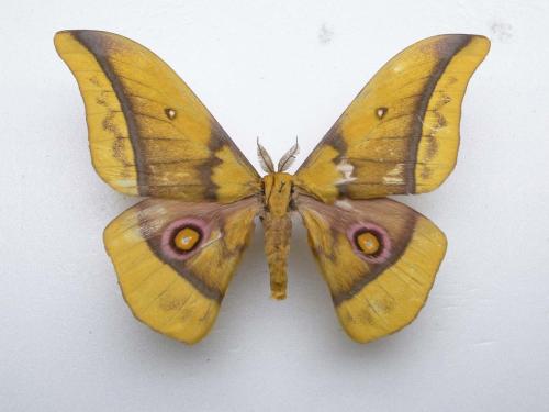 Nudaurelia emini