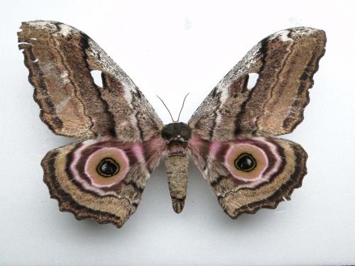 Gynanisa basquini