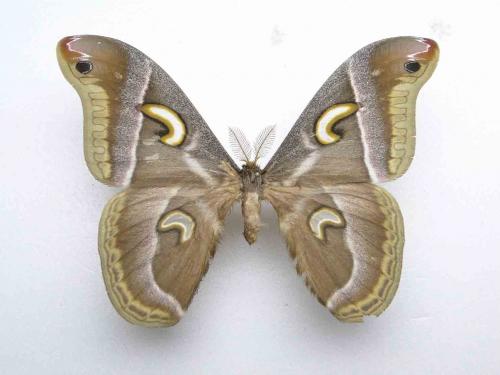 Réf. 78 858 : Epiphora murphyi