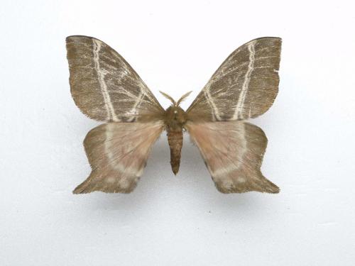 Urota conjuncta