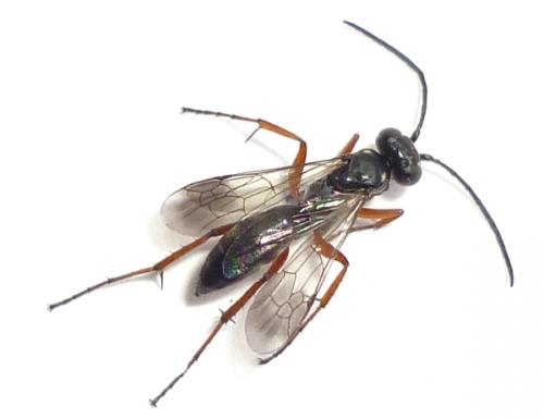 Réf. 78 540 : Agenioideus cinctellus