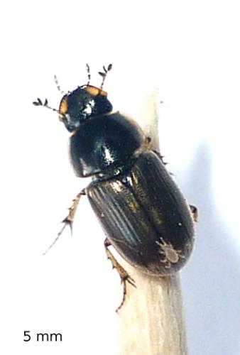 Melinopterus sp.