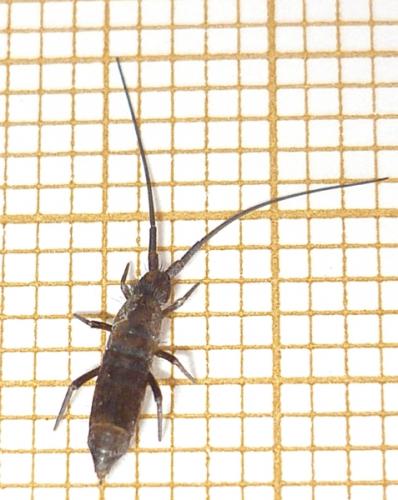 Réf. 78 752 : Pogonognathellus longicornis
