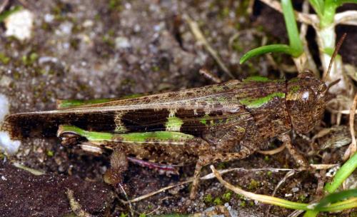 Aiolopus strepens