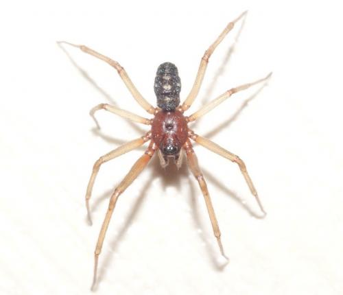 Steatoda grossa