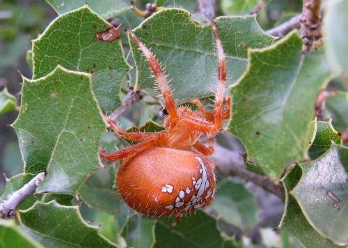Araneus pallidus