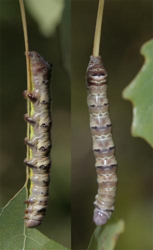 Réf. 78 006 : Pheosia tremula