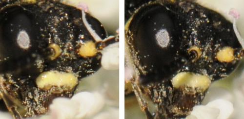 Réf. 78 235 : Tenthredo (marginella-thompsoni)