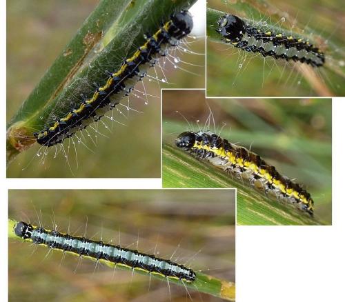 Uresiphita gilvata
