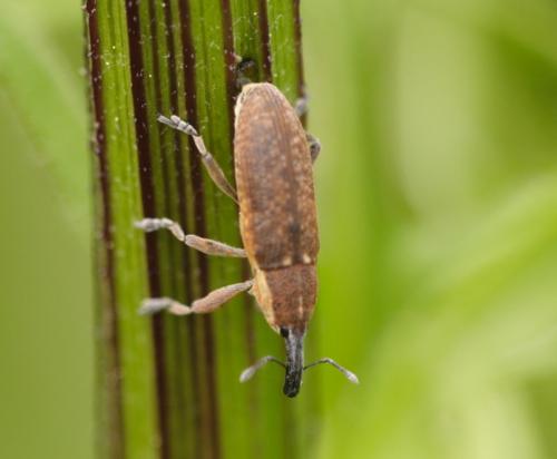 Réf. 78 517 : Lixus punctiventris