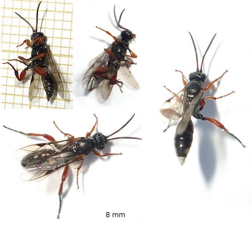 Tycherus sp.