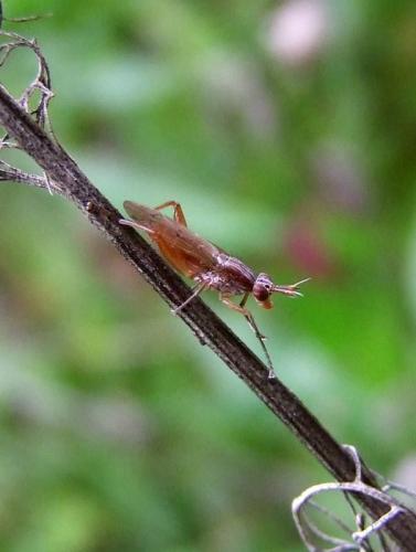 Sepedon spinipes