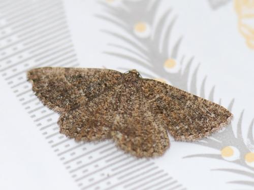 Réf. 78 508 : Selidosema taeniolaria