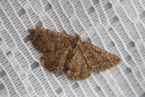 Selidosema taeniolaria