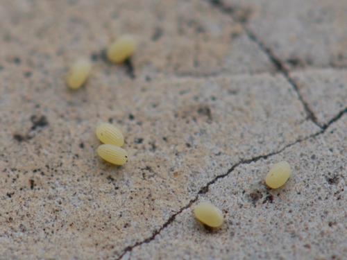 Réf. 78 602 : Selidosema taeniolaria