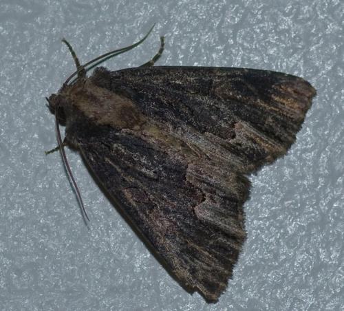 Réf. 78 478 : Dypterygia scabriuscula