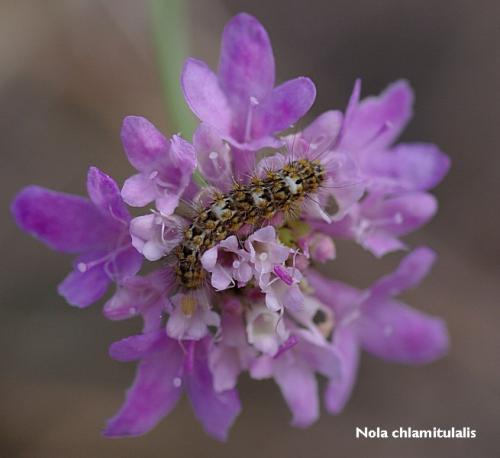Réf. 78 679 : Nola chlamitulalis