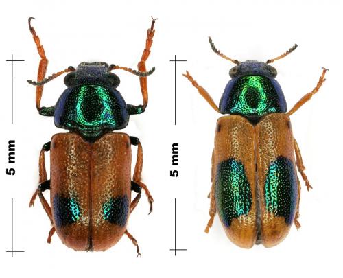 Réf. 78 039 : Smaragdina unipunctata