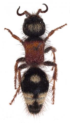 Smicromyrme partita