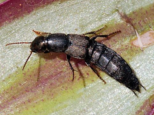 Ocypus sp.
