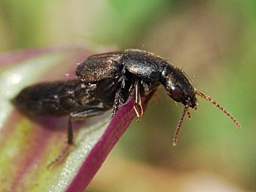 Ocypus sp.