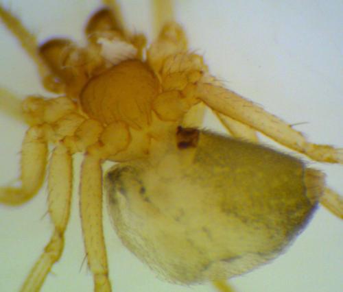 Thyreosthenius biovatus