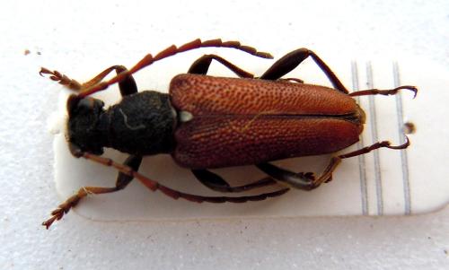 Réf. 78 200 : Stictoleptura scutellata