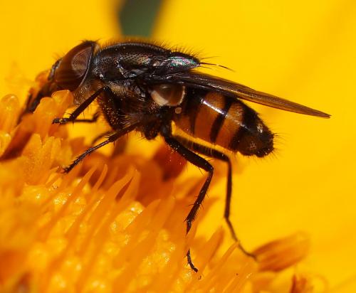 Stomorhina lunata