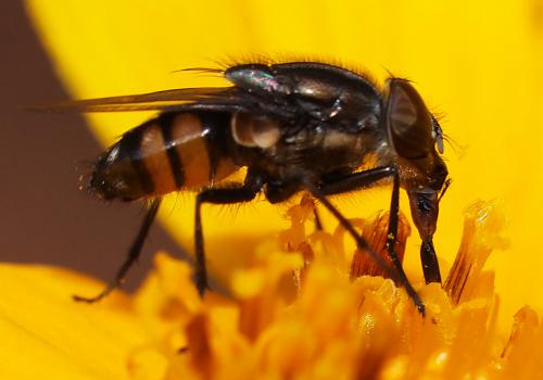 Stomorhina lunata