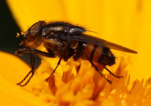 Stomorhina lunata