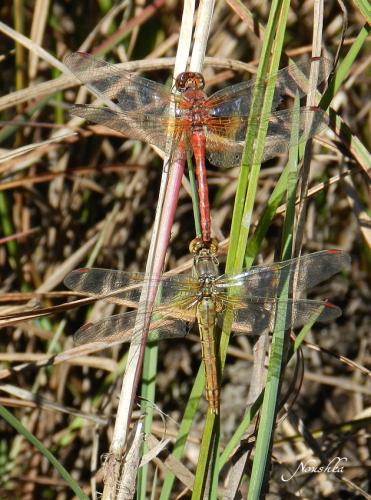 Réf. 78 586 : Sympetrum flaveolum
