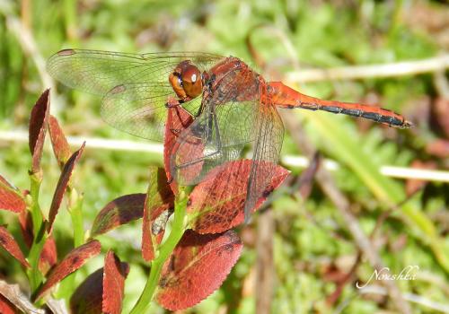 Réf. 78 585 : Sympetrum flaveolum