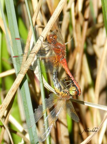 Sympetrum flaveolum