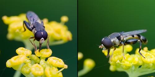 Réf. 78 016 : Syritta pipiens
