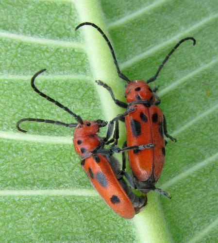 Tetraopes tetrophtalmus
