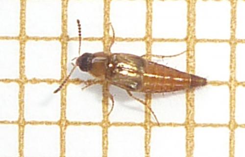 Réf. 78 138 : Lordithon thoracicus