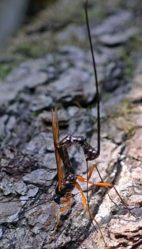 Réf. 78 572 : Pimplinae inconnu