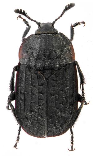 Thanatophilus rugosus
