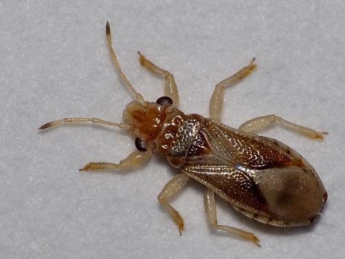 Thaumastocoris peregrinus
