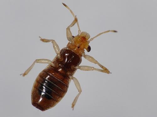 Thaumastocoris peregrinus
