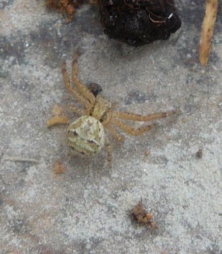 Xysticus sp.
