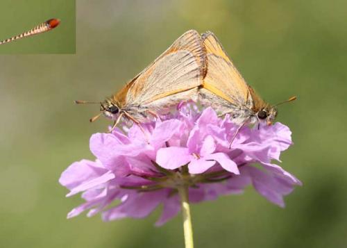 Thymelicus sylvestris